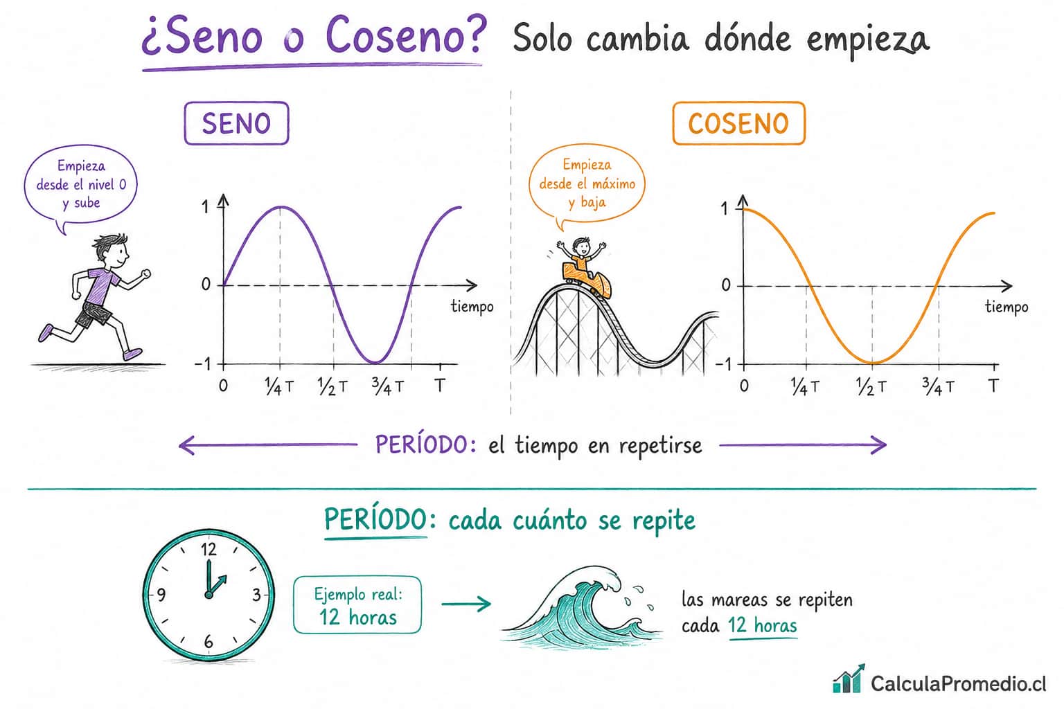 Comparación visual entre función seno y función coseno